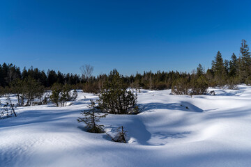 view onto a snow covered area towards the silhouettes of trees and a forest in sunny weather with blue sky in so called Fohramoos in Vorarlberg