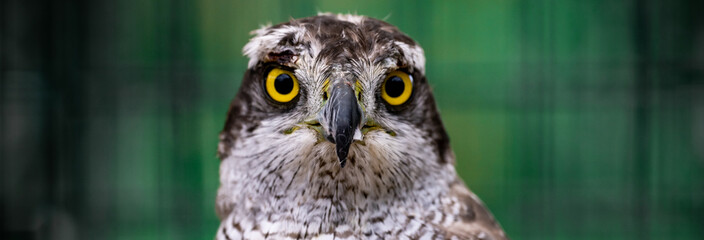 Falcon in a zoo cage
