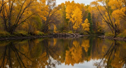 A Photograph Of Serene Riverbank With Golden Autumn Trees And Beaver Dam Reflections