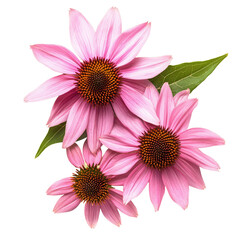 Vibrant echinacea flowers with green leaves isolated on a transparent background, showcasing summer beauty and elegance, echinacea flowers isolated transparent background