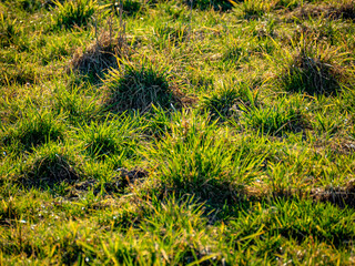 Wiese im Frühjahr