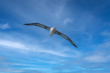 The Laysan albatross is a large seabird that ranges across the North Pacific. The Northwestern Hawaiian Islands are home to 99.7% of the population. Seen here at the Kilauea Point Wildlife Refuge. 