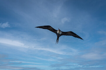 Great Frigatebird in flight over the Kilauea Point National Wildlife Refuge, Kauai, Hawaii. Great Frigatebirds can sleep in 10-second bursts while remaining airborne for up to two months.