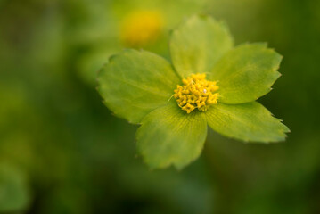 Hacquetia epipactis flower macro on blurred background