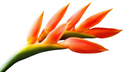 Heliconia flower with transparent background showing orange petals and green stem