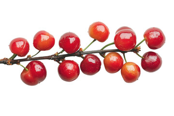 Fresh red cherries on a branch glistening with water droplets after a rain shower in a kitchen setting