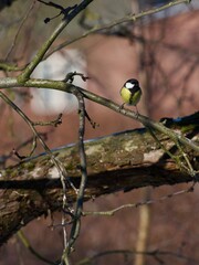 great tit on branch