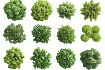 Variety of lush green shrubs and bushes suitable for landscaping in gardens or parks