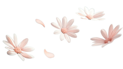 Pink daisy flowers and petals falling on transparent background