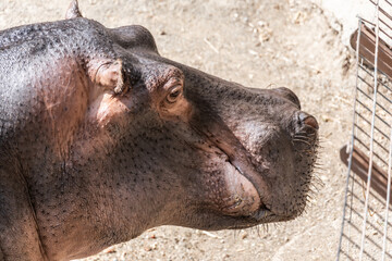 Hippopotamus enjoying sunlight. Large hippopotamus resting, enjoying the warm sunlight