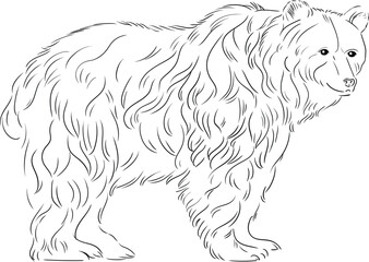  Vector black and white image of a bear with long and thick fluffy fur, made in a linear style. The detailing of the fur highlights the majestic and wild nature of the animal.