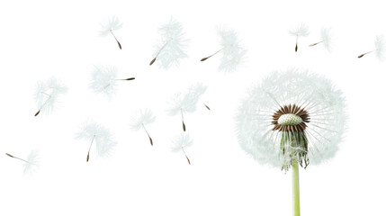 Dandelion seeds blowing in the wind on transparent background