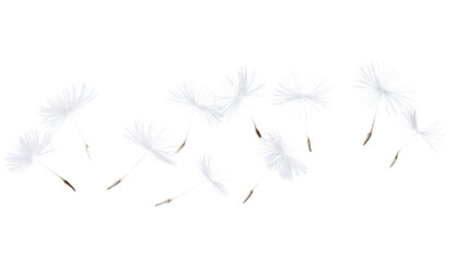 Dandelion seeds flying on transparent background