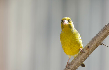 Detailed Close-up of a European Greenfinch, Male Perched on a Branch Without Leaves, Carduelis chloris. Front view