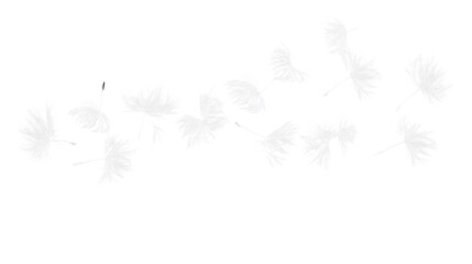 White dandelion seeds flying on transparent background