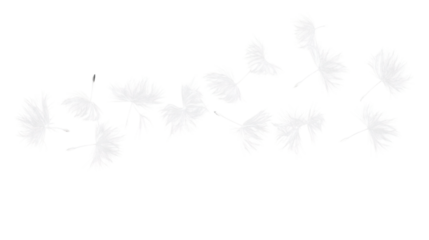 White dandelion seeds flying on transparent background