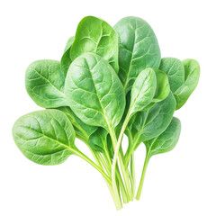 Fototapeta premium Fresh Spinach Leaves Bunch, Organic Green Vegetable, Healthy Food Ingredient, Isolated on Black Background