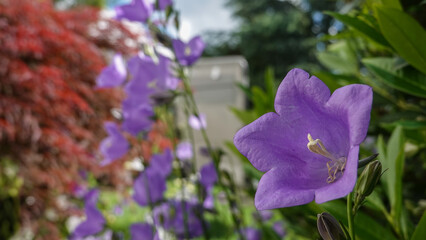Glockenblume
