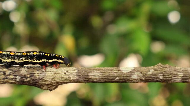 Theretra oldenlandiae caterpillar crawling on branch