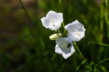 Glockenblume
