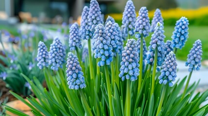 Blooming grape hyacinth muscari flowers in spring garden, bright blue bell-shaped blossoms with green leaves against blurred natural background.