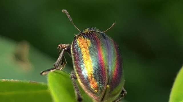 Jewel bug on leaf. Its other names metallic shield bugs and Asian blue jewel bug.