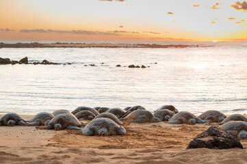 Poipu Beach is a popular place to see green sea turtles. The Hawaiian green sea turtle is one of the world’s largest, with adults weighing upwards of 350 pounds and growing up to four feet in length.