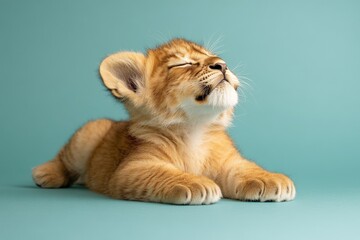 Lion cub relaxing comfortably on a soft surface with eyes closed and fur glowing under gentle light
