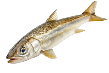 Naklejka premium Freshly caught fish showcasing shimmering scales and vibrant colors from a recent fishing expedition