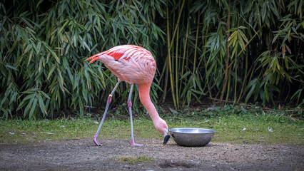 A pink flamingo drinking water from a metal bowl in a lush green environment with bamboo background