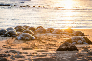 Poipu Beach is a popular place to see green sea turtles. The Hawaiian green sea turtle is one of the world’s largest, with adults weighing upwards of 350 pounds and growing up to four feet in length.