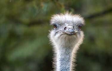 an ostrich with long neck staring into the camera in a green natural environment with blurred background