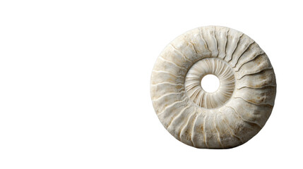 Obraz premium Ammonite fossil showing spiral shell structure on transparent background