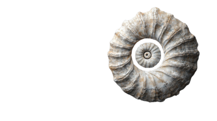 Ammonite fossil showing spiral shape on transparent background