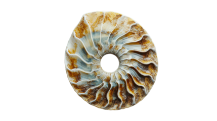 Polished ammonite fossil showing intricate spiral patterns on transparent background