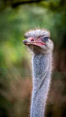 An ostrich stares at the camera with a long neck and expressive eyes in nature