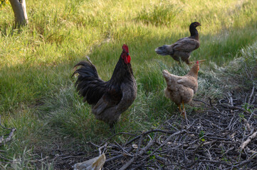 Free-range chickens and rooster exploring a sunny meadow in the early evening light