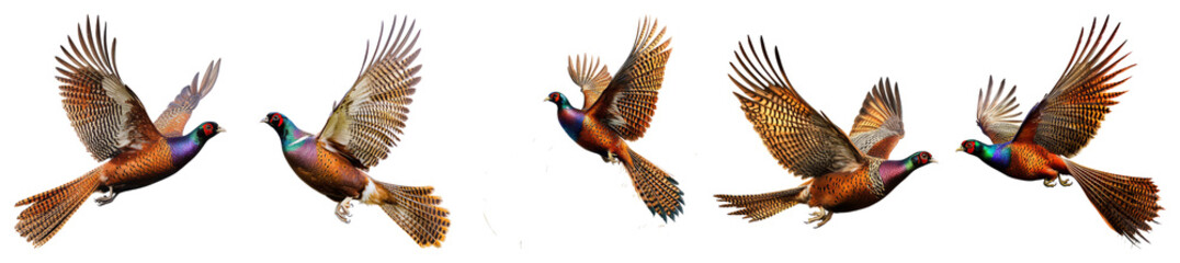 Obraz premium Vibrant Birds in Flight with Colorful Feathers and Graceful Wings, PNG bundle collection, Isolated on Transparent Background