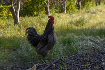 Strutting proudly in the warm light of late afternoon in a serene countryside setting