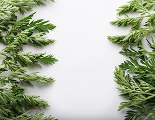 Green wormwood herbs arranged with a blank space for creative use in culinary or decorative purposes