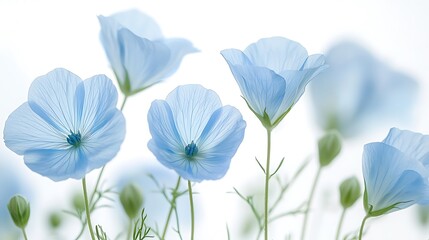 Fototapeta premium Soft Light Blue Flowers Delicate Petals Serene Calm Peaceful Nature Photography