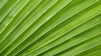 Discover the beauty of nature with this closeup of vibrant palm leaves showcasing intricate lines and textures.
