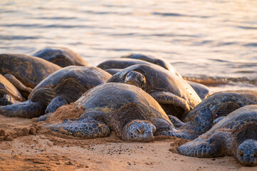 Poipu Beach is a popular place to see green sea turtles. The Hawaiian green sea turtle is one of the world’s largest, with adults weighing upwards of 350 pounds and growing up to four feet in length.