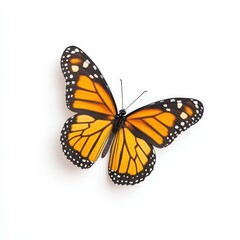 Obraz premium A vibrant monarch butterfly resting gracefully against a pure white backdrop, showcasing its striking colors.