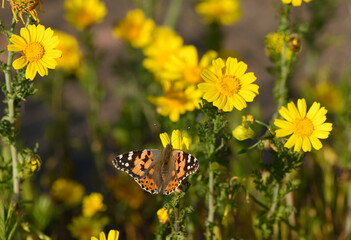 Colorful butterfly fluttering over vibrant yellow flowers in the warm afternoon sunlight