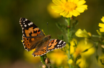 Colorful butterfly dances among vibrant yellow flowers in a sunny garden
