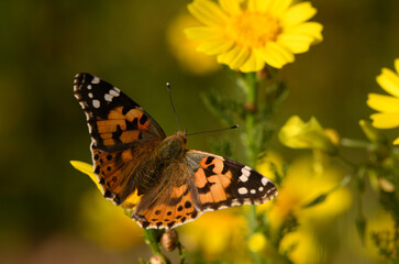 Butterfly dances amidst vibrant yellow flowers in a sunlit garden