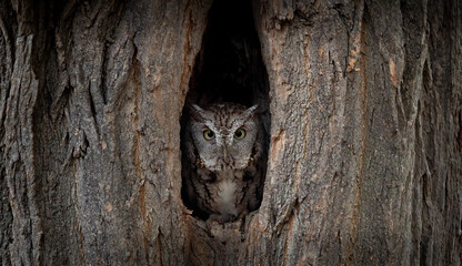 Eastern screech owl in Florida