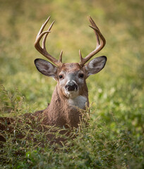 White-tailed deer buck in a forest