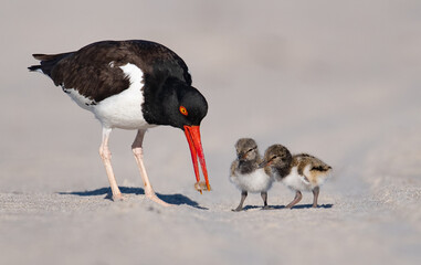 American oystercatcher with babies